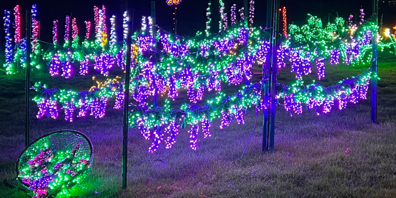 Bellevue Botanical Garden D’Lights