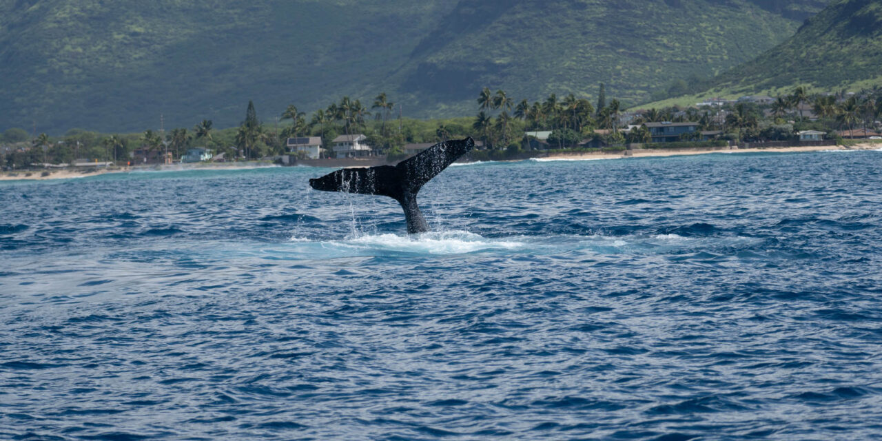 Whale and Dolphin Watch Charter at the Four Seasons Ko Olina