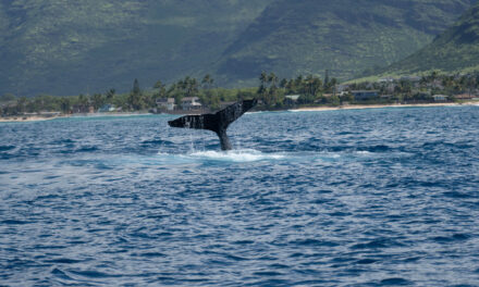 Whale and Dolphin Watch Charter at the Four Seasons Ko Olina